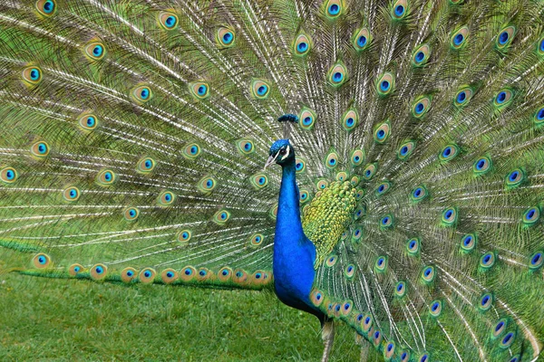 Pavo Real Con Plumas Estiradas Hermoso Pájaro Colorido Detalle — Foto de Stock