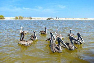 Kahverengi Pelikan, Pelecanus bataryası, Meksika 'da suda yüzen sürü.