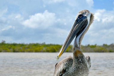 Kahverengi Pelikan, Pelecanus batılı, teknenin kenarına tünemiş, yakın çekim manzaralı, Meksika