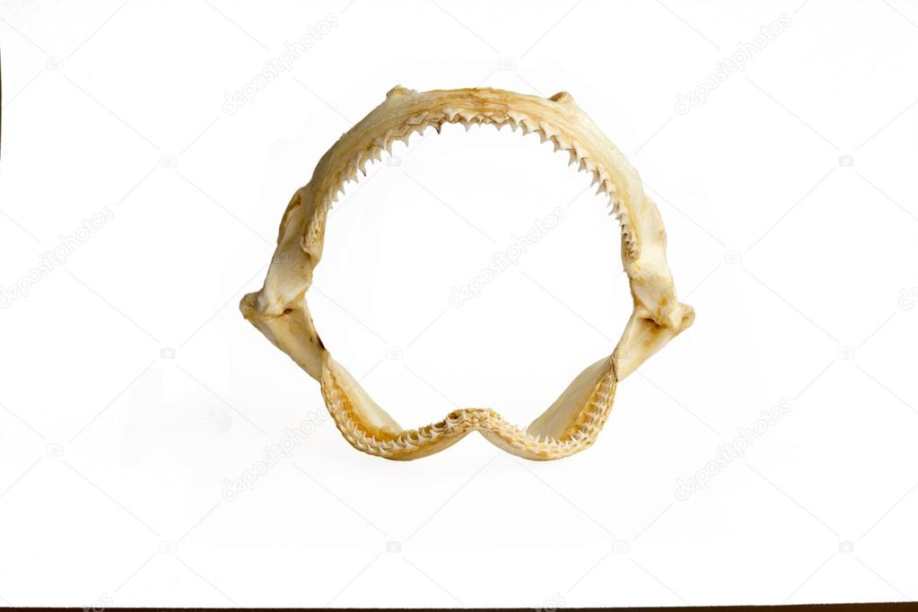 Shark jaw isolated on white