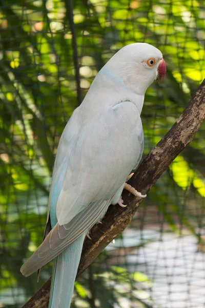 Білий папуга на гілці — стокове фото