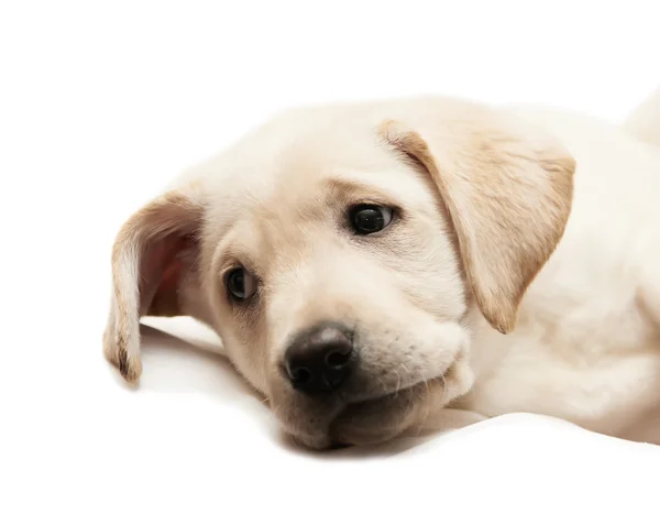 Beyaz labrador retriever köpek yavrusu