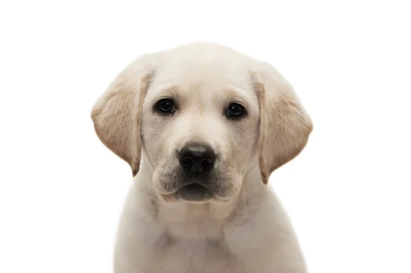 Witte labrador retriever pup — Stockfoto