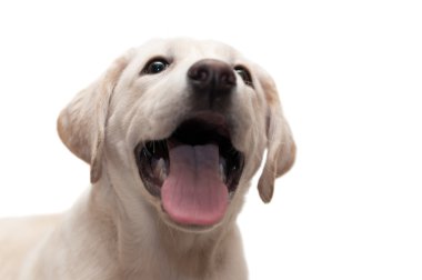beyaz zemin üzerinde köpek yavrusu labrador geri almak.