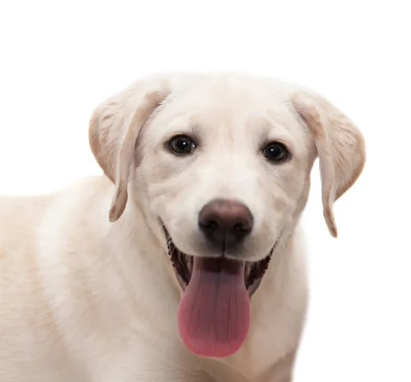 beyaz zemin üzerinde köpek yavrusu labrador geri almak.