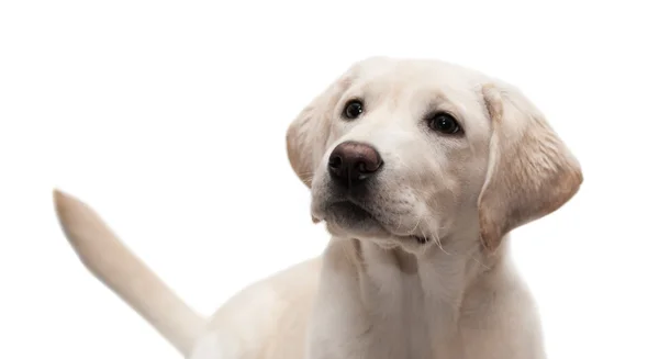 beyaz zemin üzerinde köpek yavrusu labrador geri almak.