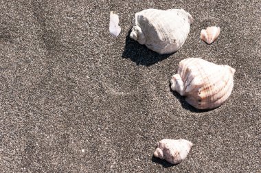 Kumda deniz kabuğu