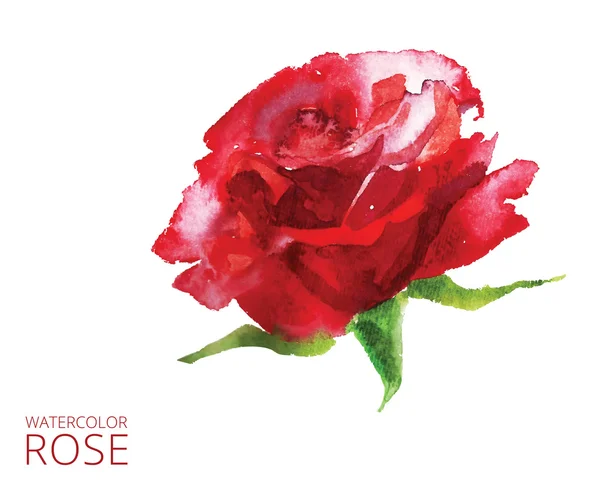 Aquarelle rose rouge — Image vectorielle