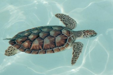 hawksbill deniz kaplumbağası