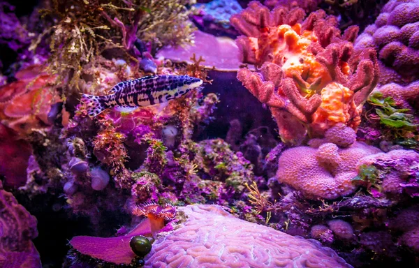 Acquario di acqua salata — Foto Stock