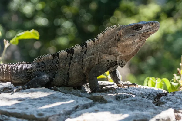 İguana güneşleniyor.