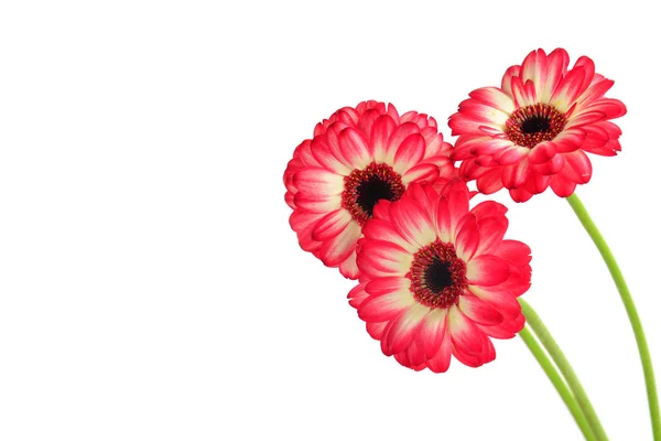 Три квіти-Гербери — стокове фото