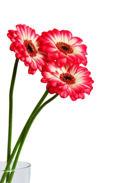 Three gerbera flowers — Stock Photo, Image
