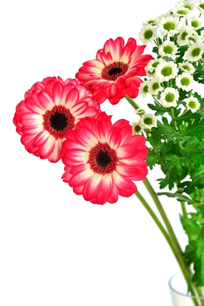 Three gerbera flowers and daisies — Stock Photo, Image