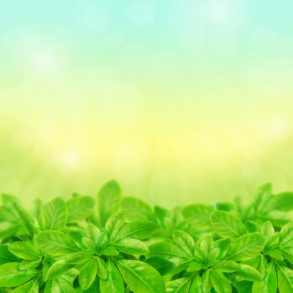 Green leaves background — Stock Photo, Image