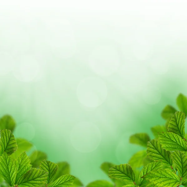 Green Leaves — Stock Photo, Image