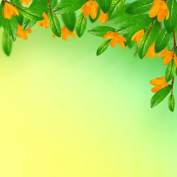 Leaves and flowers — Stock Photo, Image