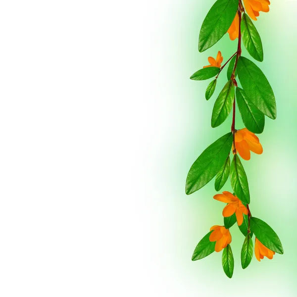 Branch with leaves and flowers — Stock Photo, Image