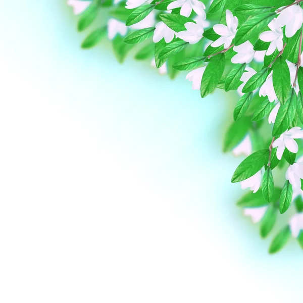 Weiße Blüten und Blätter — Stockfoto