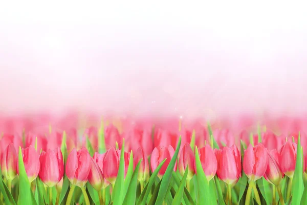 Tulips — Stock Photo, Image