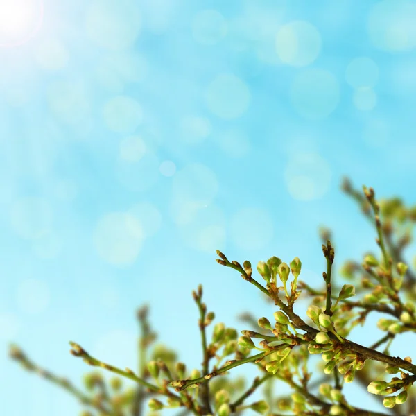 Tree buds — Stock Photo, Image