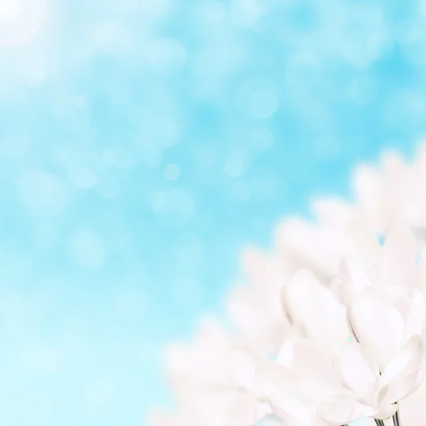 White flowers — Stock Photo, Image
