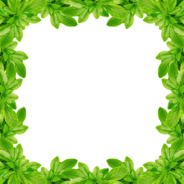 Geen leaves background