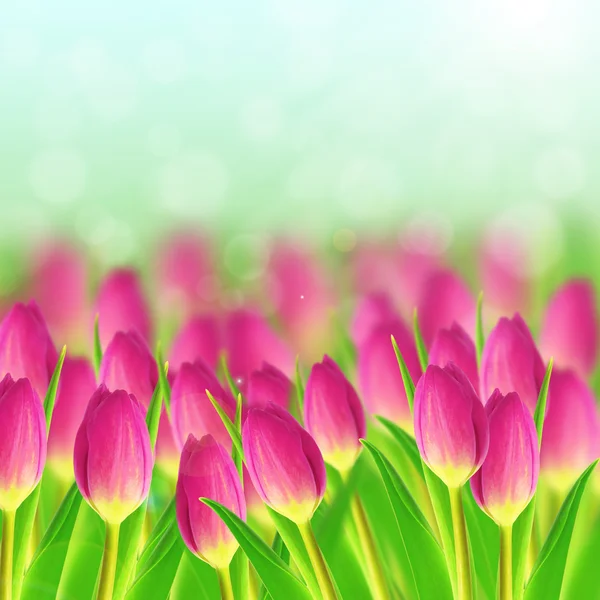 Pink tulips — Stock Photo, Image