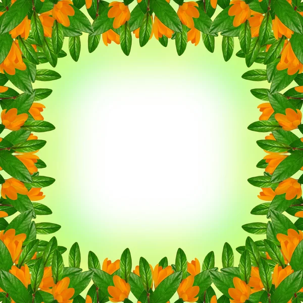 Зелене листя і рамка квітів — стокове фото