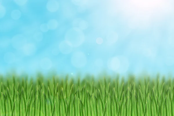 Gräsplan — Stockfoto