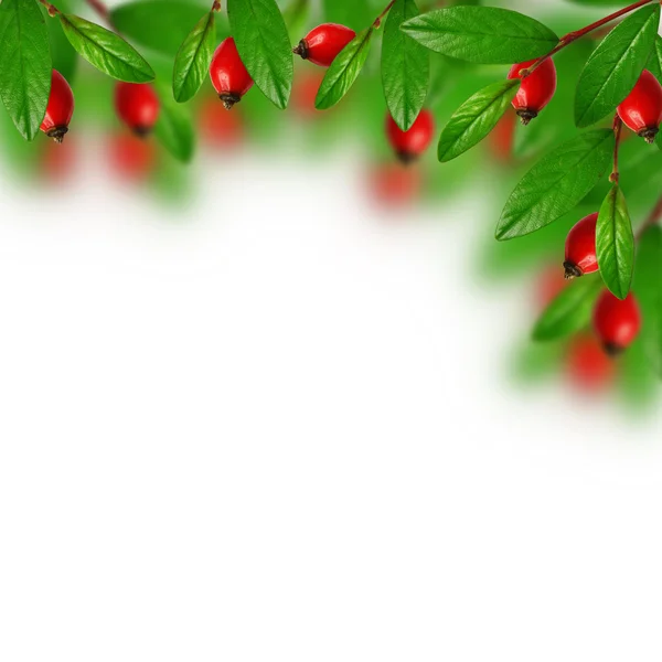 Red berries and green leaves — Stock Photo, Image