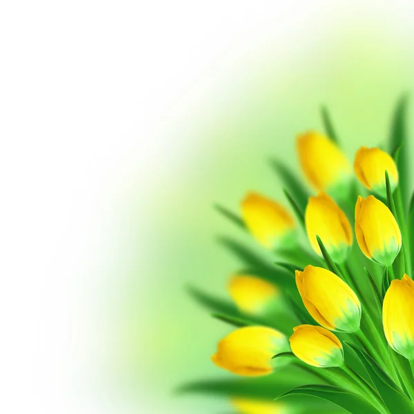 Csokor sárga tulipánok — Stock Fotó