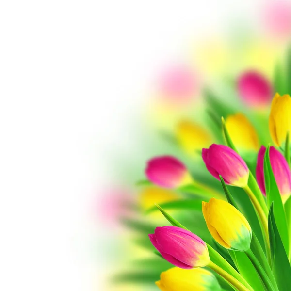 Tulpen boeket — Stockfoto