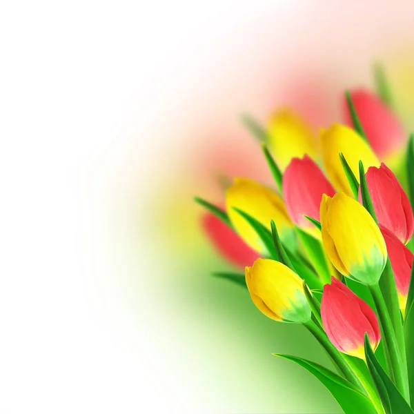 Tulips bouquet — Stock Photo, Image