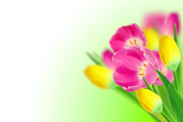 Tulips bouquet — Stock Photo, Image