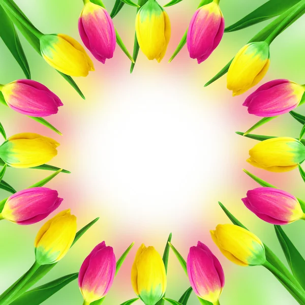 Tulips frame background — Stock Photo, Image