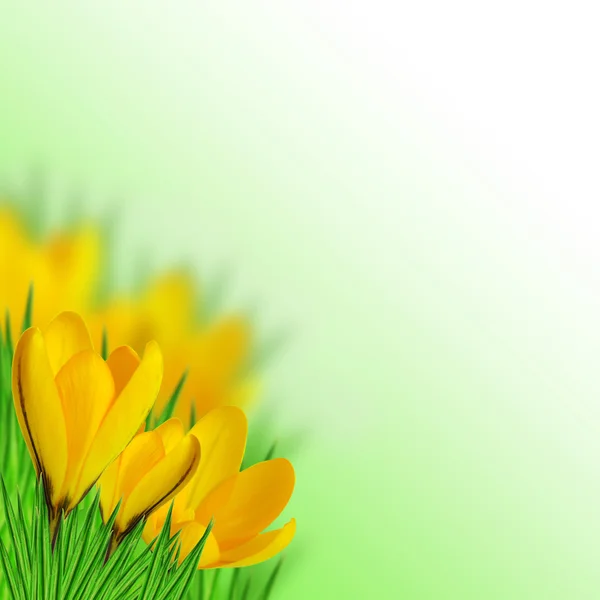 Yellow crocus — Stock Photo, Image