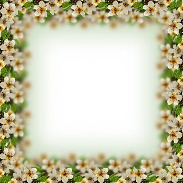 Blossom frame — Stock Photo, Image