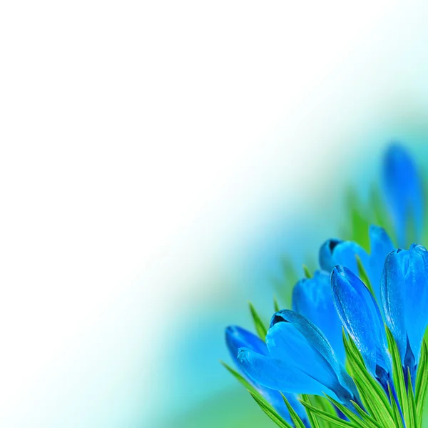 Cereais azuis — Fotografia de Stock