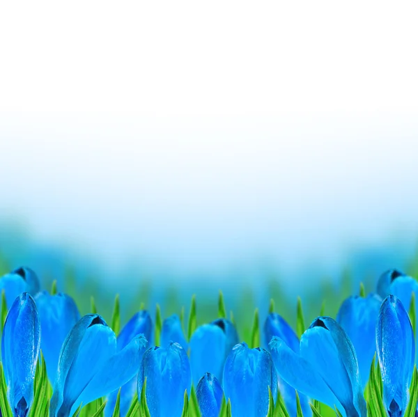 Niebieski krokus — Zdjęcie stockowe