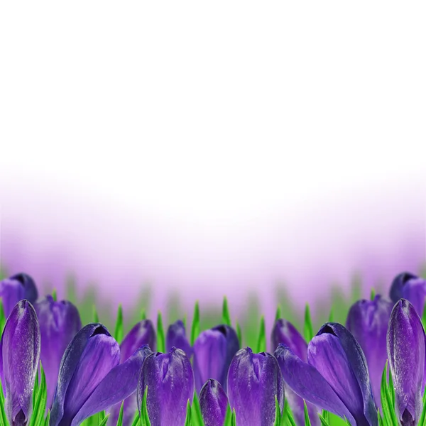 Azafrán púrpura —  Fotos de Stock