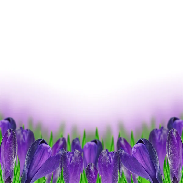 Paarse crocus — Stockfoto