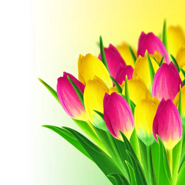 Tulips bouquet — Stock Photo, Image