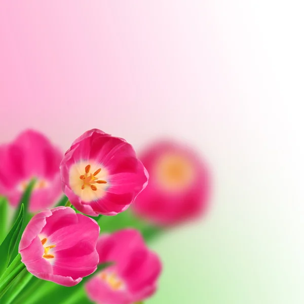 Bouquet di tulipani — Foto Stock