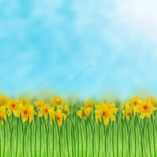 Campo de Daffodils — Fotografia de Stock