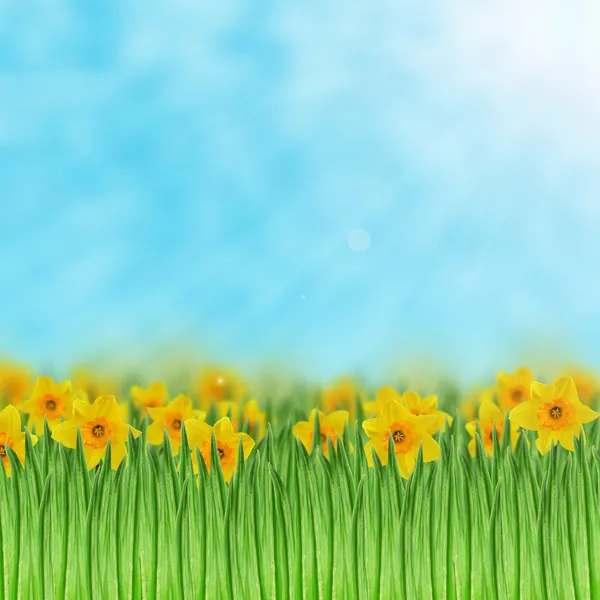 Campo de Daffodils — Fotografia de Stock