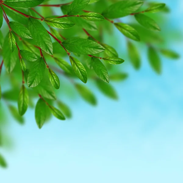 Green leaves on the sky background — Stock Photo, Image