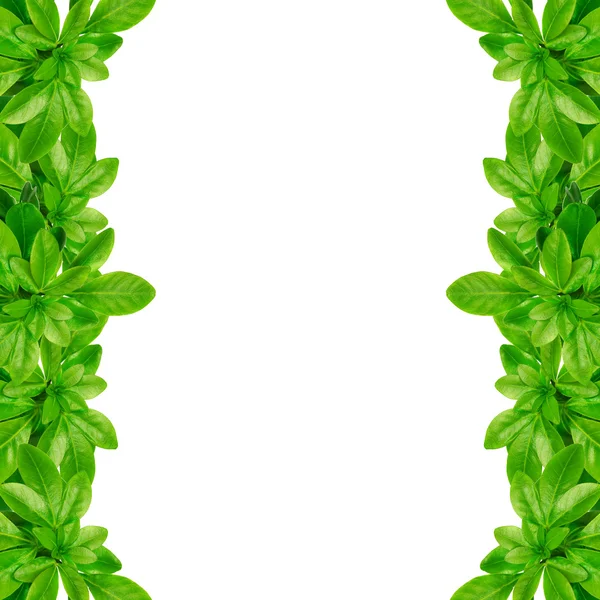 Green leaves frame — Stock Photo, Image