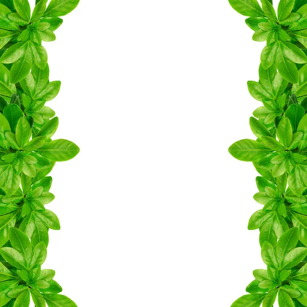 Gröna blad ram Stockbild