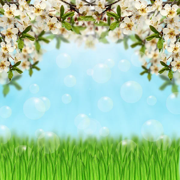 Gräs, såpbubblor och bloom grenar — Stockfoto
